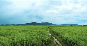 Kinh nghiệm phát triển mía đường trên thế giới