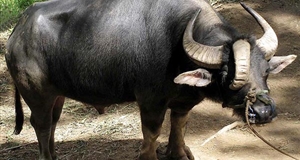 Động vật lạ ở Đà lạt