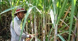 Chia ngọt, sẻ bùi với người trồng mía