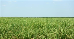 Đường Thái Lan không đáng sợ