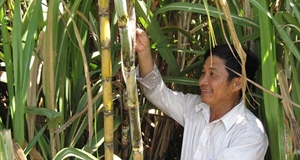 Điểm sáng cây mía Tây Ninh