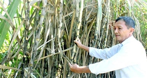 Kỳ vọng vụ mía "ngọt"