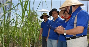 Chuẩn bị trồng nhiều giống mía mới cho năng suất và chữ đường cao
