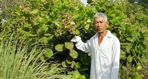 Kéo “ông lớn” về cánh đồng lớn