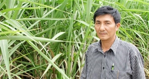 Khá lên từ mía