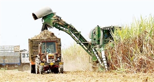 Các mô hình canh tác mía hiệu quả ứng phó với biến đổi khí hậu