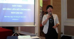 Cho mía “sống chung” với cao su