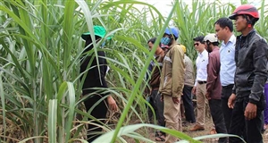 Cùng người dân làm giàu từ cây mía