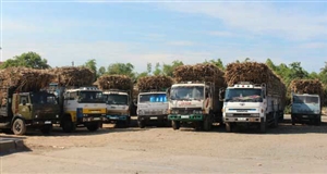 Tây Ninh: Giá mía tươi đầu vụ đạt 1,05 triệu đồng/tấn tại ruộng