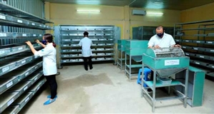 Đường organic - lựa chọn cho sức khỏe
