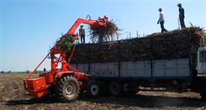 Lời giải đáp cho bài toán mía nguyên liệu ở Long An