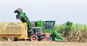 Triển vọng từ cánh đồng lớn trên cây mía