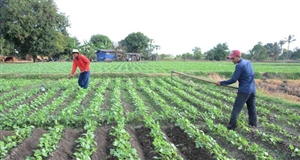 Ninh Thuận chuyển đổi cây trồng thích ứng biến đổi khí hậu