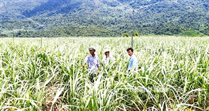 Kỳ vọng cánh đồng mía lớn