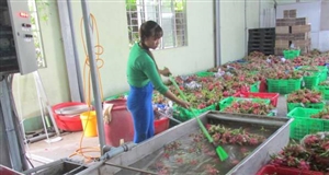 Tháo gỡ ‘nút thắt’ trong liên kết chuỗi, mở lối ra cho nông sản Việt