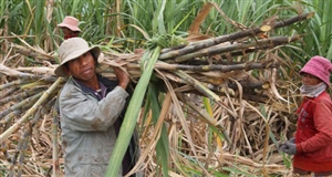 Người Chăm, Raglai làm cánh đồng lớn