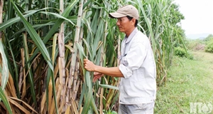 Ninh Sơn Đẩy mạnh liên kết sản xuất cây nguyên liệu phục vụ công nghiệp chế biến