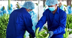 Doanh nghiệp được 'gỡ' hàng trăm tỉ đồng tiền thuế từ sửa đổi Nghị định 20