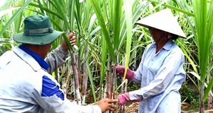 TTC Sugar tăng giá thu mua, khách hàng trồng mía phấn khởi