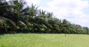 Về Bến Tre nghe cây dừa kể chuyện