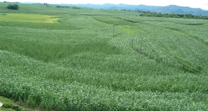 Canh tác mía ở Quảng Tây