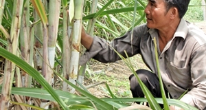 Giống mía cho vùng đồi