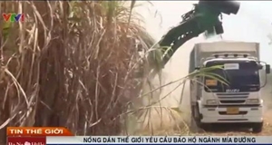 Công nhân ngành mía đường yêu cầu chính sách bảo hộ giá đường