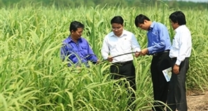 Mía đường trước sức ép hội nhập