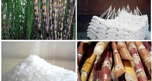 Thị trường mía đường tuần qua: Giá trong nước và thế giới đồng loạt tăng nhẹ