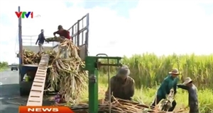 Nông dân trồng mía được mùa, được giá