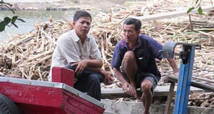 Nhà nông miền Tây khóc, cười với cây mía
