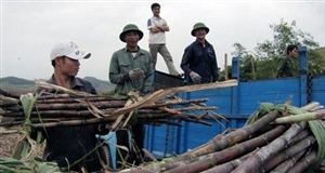 Mía đường đối mặt với hội nhập