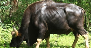 Lâm Đồng: 1.000 tỉ đồng cho dự án Công viên bảo tồn động vật hoang dã Tây Nguyên