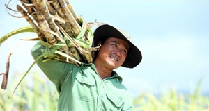 Nụ cười cho người trồng mía?