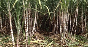 "Trở mình" cùng đất mía