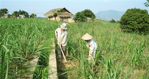 Sân chơi nào cho ngành mía đường?