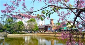 Lâm Đồng chuẩn bị tổ chức Lễ hội mai anh đào tại Đà Lạt