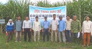 Trồng mía theo công nghệ tưới nhỏ giọt mang lại hiệu quả kinh tế cao