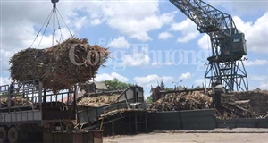 Kiến nghị xây dựng Pháp lệnh mía đường