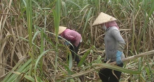 Giá thu mua mía đầu vụ cao hơn vụ trước