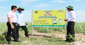 Tập trung xây dựng vùng nguyên liệu mía bền vững