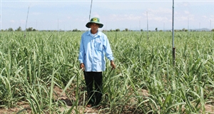 Nông dân Gia Lai liên kết phát triển cánh đồng mía lớn