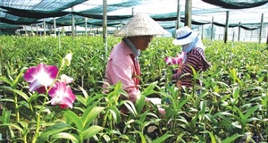 Đầu tư nông nghiệp từ "cao" đến "sạch"