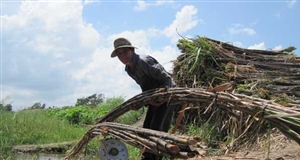 Hội thảo cơ hội và thách thức của ngành mía đường