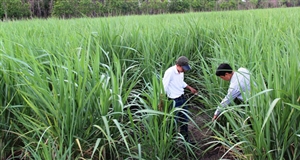 Tây Ninh: Diện tích trồng mía tăng gần 4.000 ha