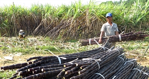 Thoát nghèo từ mía tím