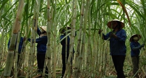 Tây Nguyên ổn định vùng nguyên liệu mía cho các nhà máy đường