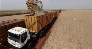 Brazil tăng cường sản xuất ethanol từ mía