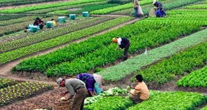 Dự thảo Thông tư về nông nghiệp hữu cơ không phù hợp tinh thần cải cách