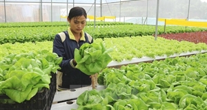Ngành nông nghiệp quyết liệt giảm thủ tục kiểm tra chuyên ngành